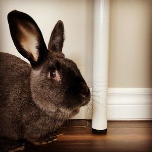 Meet your Posher, Addison